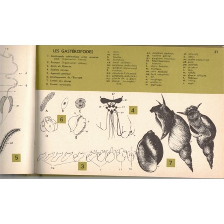 Le monde animal, aperçus synoptiques classe de 1ère, Jacques Blot -,, reptiles, insectes, zoologie, manuels sciences naturelles,