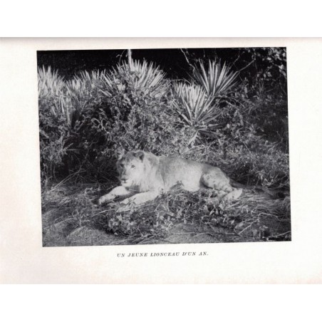 Tornades et chasses tragiques, Albert Mahuzier, 1951 -, animaux sauvages, chasse, fauves, Afrique, Tchad,,