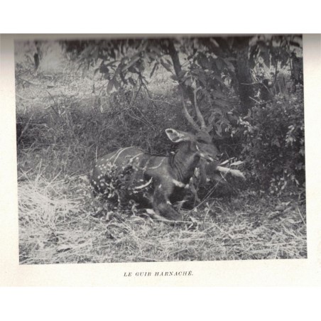 Tornades et chasses tragiques, Albert Mahuzier, 1951 -, animaux sauvages, chasse, fauves, Afrique, Tchad,,