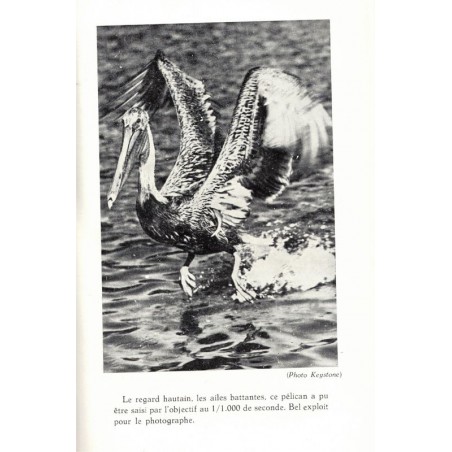 Rufidji, De la Bere Barker, 1954 -, animaux sauvages, chasse, fauves, Afrique, Tanzanie,