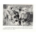 Rufidji, De la Bere Barker, 1954 -, animaux sauvages, chasse, fauves, Afrique, Tanzanie,