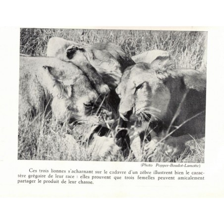 Rufidji, De la Bere Barker, 1954 -, animaux sauvages, chasse, fauves, Afrique, Tanzanie,