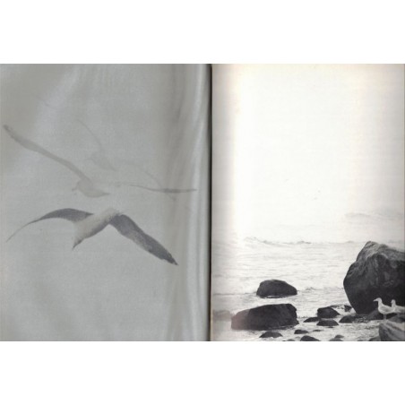 Jonathan Livingston le goéland, Richard Bach, 1973 -  animaux marins, oiseaux des mers, oiseaux migrateurs,