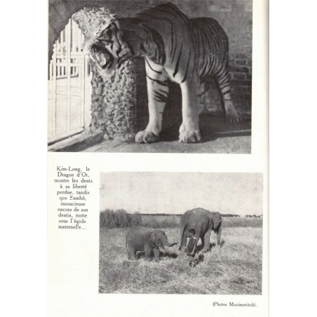Alerte aux fauves, Catherine de Saint-Denis, 1955 -,  animaux sauvages, chasse, fauves, faune d'Asie, animaux captifs,