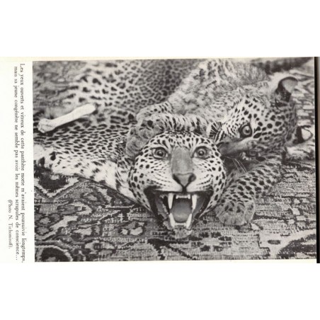 Alerte aux fauves, Catherine de Saint-Denis, 1955 -,  animaux sauvages, chasse, fauves, faune d'Asie, animaux captifs,