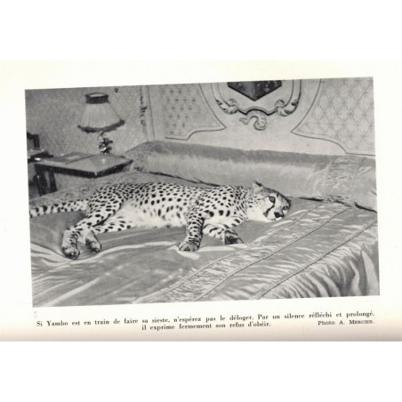 Yambo notre ami, André Mercier, 1960 -,  animaux sauvages, fauves, guépard, faune d'Afrique, protection animaux,