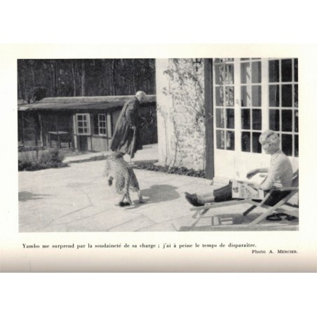 Yambo notre ami, André Mercier, 1960 -,  animaux sauvages, fauves, guépard, faune d'Afrique, protection animaux,