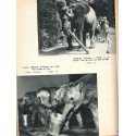 Nos amis exotiques, Hediger, 1954 - , animaux sauvages, animaux captifs, zoos, Suisse, Bâle,