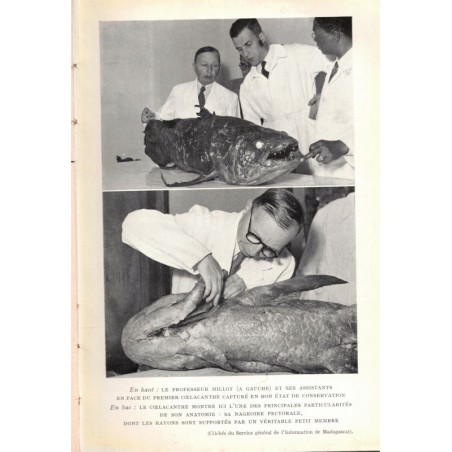 L'homme à la recherche de ses ancêtres, roman de paléontologie, André Senet, 1954 -, zoologie, préhistoire, reptiles,