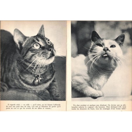Le chat dans la nature dans l'histoire et dans l'art, Marcel Uzé, 1951 - chats, photographies artistiques de chats,