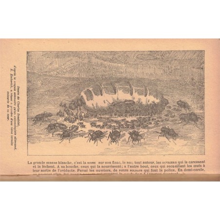 La vie des termites, Maurice Maeterlinck, 1928 - insectes, entomologie, zoologie,  reliure cuir et reflet soie