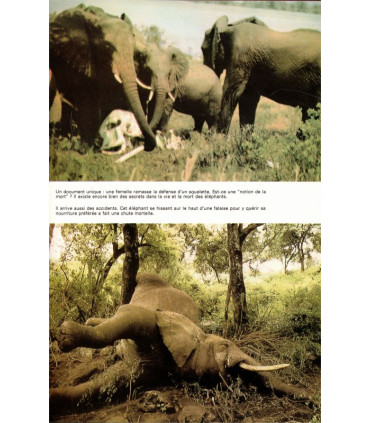 Famot, L'arche de Noé, caméra au poing monde des animaux menacés, Christian Zuber, 1974 - safari photos, animaux sauvages,