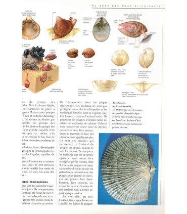 La Terre avant l'Homme, La Terre ses merveilles ses secrets, Douglas Palmer, 2002 - paléontologie, zoologie, préhistoire,