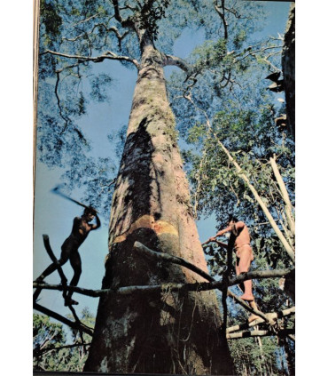Adieu au paradis, Matthew Huxley Cornell Capa 1965 - indiens d'Amazonie, peuples disparus, Brésil, ethnologie, Amérique du Sud,