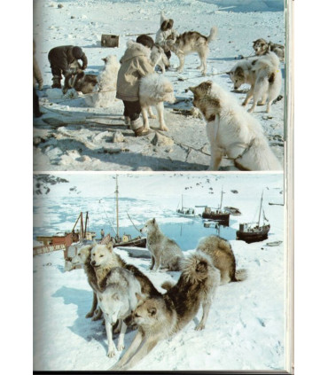 Chiens de traineaux compagnons du risque, Paul-Emile Victor, 1974 - Grand nord, explorateurs, Alaska, chiens, Famot,