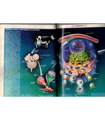 Vaches transgéniques, Uranus, langage singe Washoe, Bhopal Inde, domotique, navette spatiale, - Science et Vie N°822 mars 1986 -