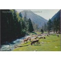 Vallée de Rieumajou - 05, Hautes-Alpes, carte postale, montagnes, vaches, Tito