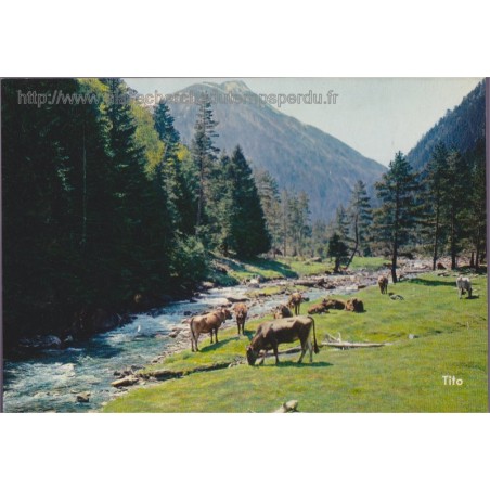 Vallée de Rieumajou - 05, Hautes-Alpes, carte postale, montagnes, vaches, Tito