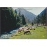 Vallée de Rieumajou - 05, Hautes-Alpes, carte postale, montagnes, vaches, Tito