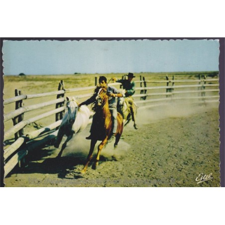 En Camargue, dressage d'un cheval par les gardians - carte postale, 13 Bouches-du-Rhône, chevaux, ESTEL