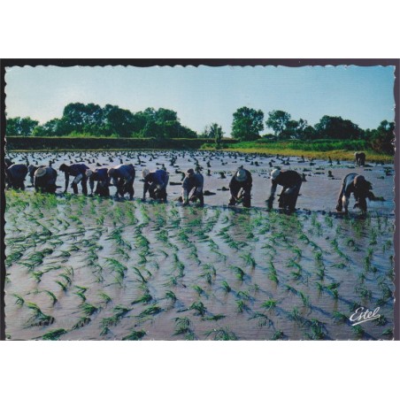 En Camargue, repiquage du riz - carte postale, 13 Bouches-du-Rhône, rizières, ESTEL