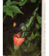 Animaux des forêts, Ann et Myron Sutton, 1980 - forêts d'Europe, d'Asie, d'Amérique, d'Afrique, d'Australie, animaux sauvages,