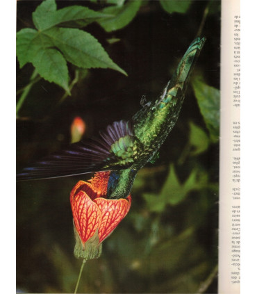 Animaux des forêts, Ann et Myron Sutton, 1980 - forêts d'Europe, d'Asie, d'Amérique, d'Afrique, d'Australie, animaux sauvages,