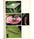 Animaux des forêts, Ann et Myron Sutton, 1980 - forêts d'Europe, d'Asie, d'Amérique, d'Afrique, d'Australie, animaux sauvages,
