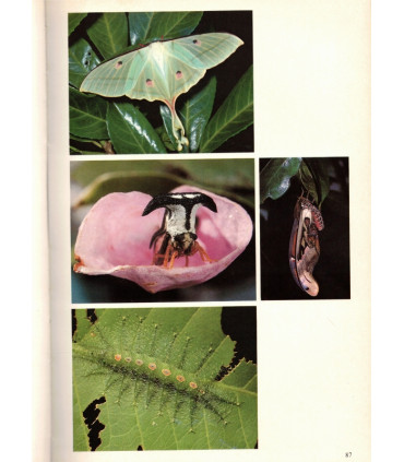 Animaux des forêts, Ann et Myron Sutton, 1980 - forêts d'Europe, d'Asie, d'Amérique, d'Afrique, d'Australie, animaux sauvages,