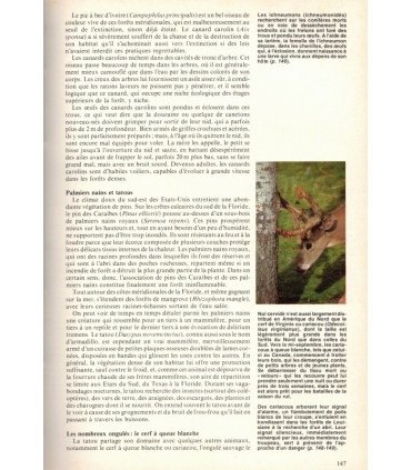 Animaux des forêts, Ann et Myron Sutton, 1980 - forêts d'Europe, d'Asie, d'Amérique, d'Afrique, d'Australie, animaux sauvages,