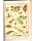 La vie des animaux, Léon Bertin, Tome 1 ET tome 2, 1950 -  animaux sauvages, zoologie, encyclopédie Larousse