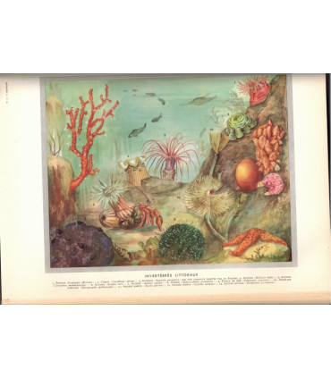La vie des animaux, Léon Bertin, Tome 1 ET tome 2, 1950 -  animaux sauvages, zoologie, encyclopédie Larousse