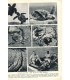 La vie des animaux, Léon Bertin, Tome 1 ET tome 2, 1950 -  animaux sauvages, zoologie, encyclopédie Larousse