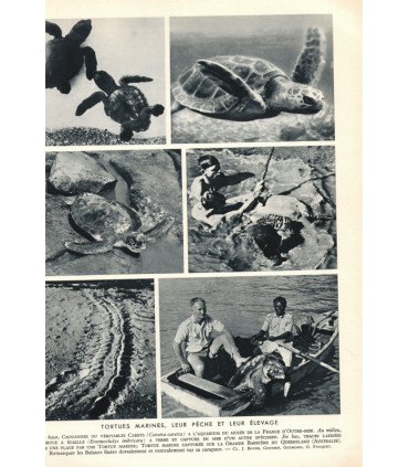 La vie des animaux, Léon Bertin, Tome 1 ET tome 2, 1950 -  animaux sauvages, zoologie, encyclopédie Larousse