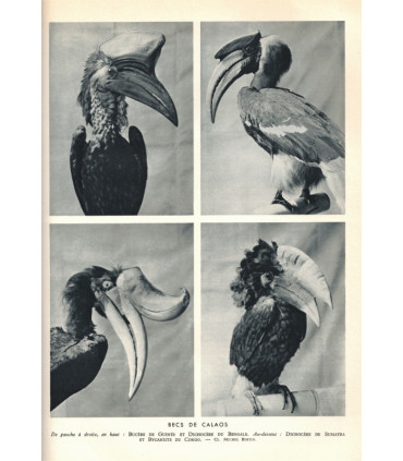 La vie des animaux, Léon Bertin, Tome 1 ET tome 2, 1950 -  animaux sauvages, zoologie, encyclopédie Larousse