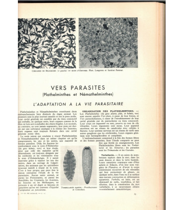 La vie des animaux, Léon Bertin, Tome 1 ET tome 2, 1950 -  animaux sauvages, zoologie, encyclopédie Larousse