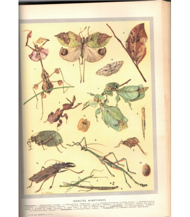 La vie des animaux, Léon Bertin, Tome 1 ET tome 2, 1949 -  animaux sauvages, zoologie, encyclopédie Larousse