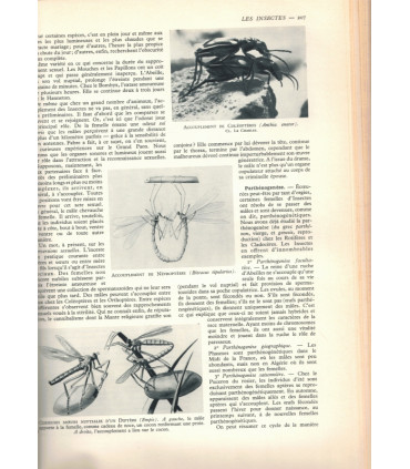 La vie des animaux, Léon Bertin, Tome 1 ET tome 2, 1949 -  animaux sauvages, zoologie, encyclopédie Larousse