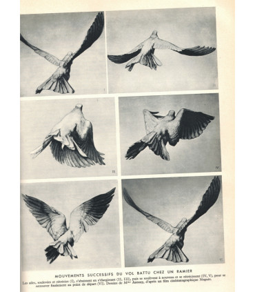La vie des animaux, Léon Bertin, Tome 1 ET tome 2, 1949 -  animaux sauvages, zoologie, encyclopédie Larousse