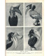 La vie des animaux, Léon Bertin, Tome 1 ET tome 2, 1949 -  animaux sauvages, zoologie, encyclopédie Larousse