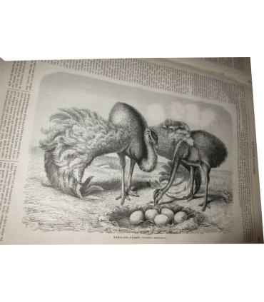 La Chasse Illustrée, journal des chasseurs et la vie à la campagne 1876 9e année - journaux anciens, animaux,