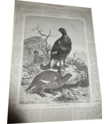 La Chasse Illustrée, journal des chasseurs et la Vie à la campagne 1875, 8e année - journaux anciens, animaux sauvages,