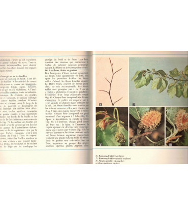 Biologie, classe de 6e, Boué et Darchis, Campan et Paniel, 1971 - manuels de biologie, sciences naturelles, zoologie, botanique,