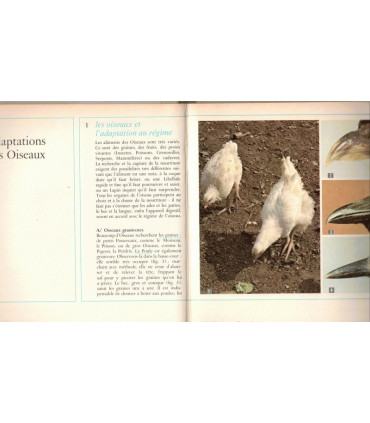 Biologie, classe de 6e, Boué et Darchis, Campan et Paniel, 1971 - manuels de biologie, sciences naturelles, zoologie, botanique,