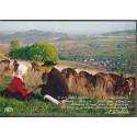 En Haut-Berry, sur les coteaux sancerrois - carte postale, vins, animaux, patois & folklore Cher 18, REC