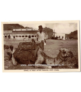 Carte postale Protectorat britannique d'Aden, Camel at rest after feeding Aden, Arabia 1930 - Yémen, chameau au repos