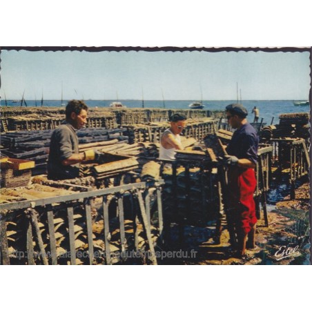 Bassin d'Arcachon, ramassage des collecteurs à naissains - carte postale département 33 Gironde