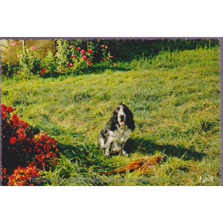Chien en Sologne, satisfaction - carte postale département 41 Loir-et-Cher, animaux, chiens,
