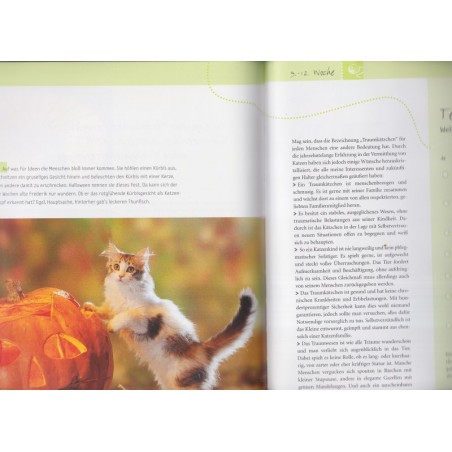 Katzenkinder entdecken die Welt, chatons, Monika Wegler, 2004 - chats - Katzen, Tiere