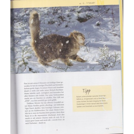 Katzenkinder entdecken die Welt, chatons, Monika Wegler, 2004 - chats - Katzen, Tiere